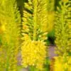 Gul Kleopatras nål – Eremurus stenophyllus bungei – barrodsrod str. 1 – FRA 31,95 kr.