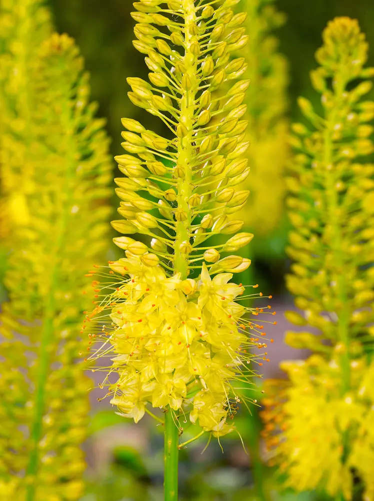 Gul Kleopatras nål – Eremurus stenophyllus bungei – barrodsrod str. 1 – FRA 31,95 kr.