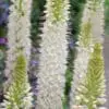 Hvid Kleopatras nål – Eremurus himalaicus – barrodsrod str. 1 – FRA 42,95 kr/stk