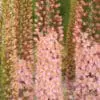 Eremurus / Kleopatras nål. Rosa “Romance” – 34,95 kr/stk ved min 3. stk