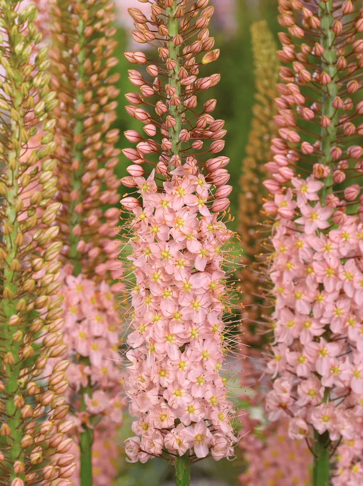 Eremurus / Kleopatras nål. Rosa “Romance” – 34,95 kr/stk ved min 3. stk
