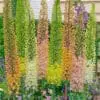 Kleopatras nål Hybrid Mix – Eremurus farveblanding – barrodsrod str. 1 – FRA 31,95 kr