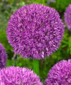 Allium / Prydløg “Pinball Wizard” – Lavendelfarvet kæmpeprydløg. 22,95 kr/stk v.min. 3 stk. | 10 stk 199,50 kr.