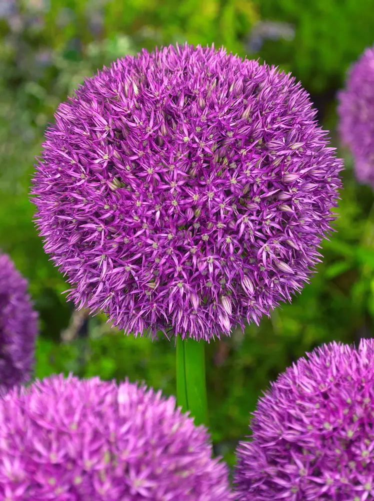Allium / Prydløg “Pinball Wizard” – Lavendelfarvet kæmpeprydløg. 22,95 kr/stk v.min. 3 stk. | 10 stk 199,50 kr.