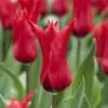 Rød liljeblomstrende tulipan “Pretty Woman” Tulipanløg 10 stk. 35,- kr.