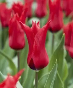 Rød liljeblomstrende tulipan “Pretty Woman” Tulipanløg 10 stk. 35,- kr.
