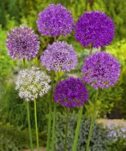 Allium Mix af storblomstrende Allium- Kæmpeprydløg. 22,95 kr/stk v.min. 3 stk. | 10 stk 199,50 kr.