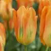Abrikosfarvet tulipan “Apricot Emperor” – Fosteriana tulipaner – 10 stk. 35,- kr. 100 STK 319,- kr.