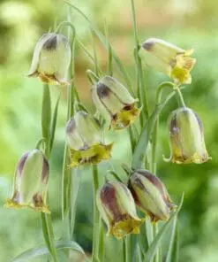 Vibeæg bordeauxrøde striber – Fritillaria Acmopetala – 10 stk 49 kr. | 50 stk 219,- kr.