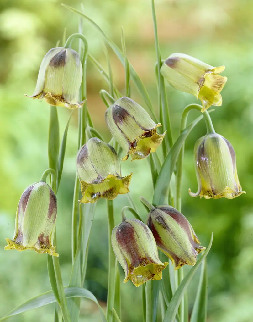 Vibeæg bordeauxrøde striber – Fritillaria Acmopetala – 10 stk 49 kr. | 50 stk 219,- kr.