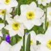 Påskelilje Lieke – Hvid/Gul med flere blomster pr. stilk – 10 stk. 40,- kr. | 100 stk. 359,- kr.