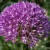 Allium / Prydløg “Akita” – Store flotte prydløg. FRA 23,95 KR