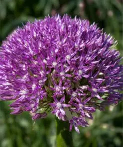 Allium / Prydløg “Akita” – Store flotte prydløg. FRA 23,95 KR