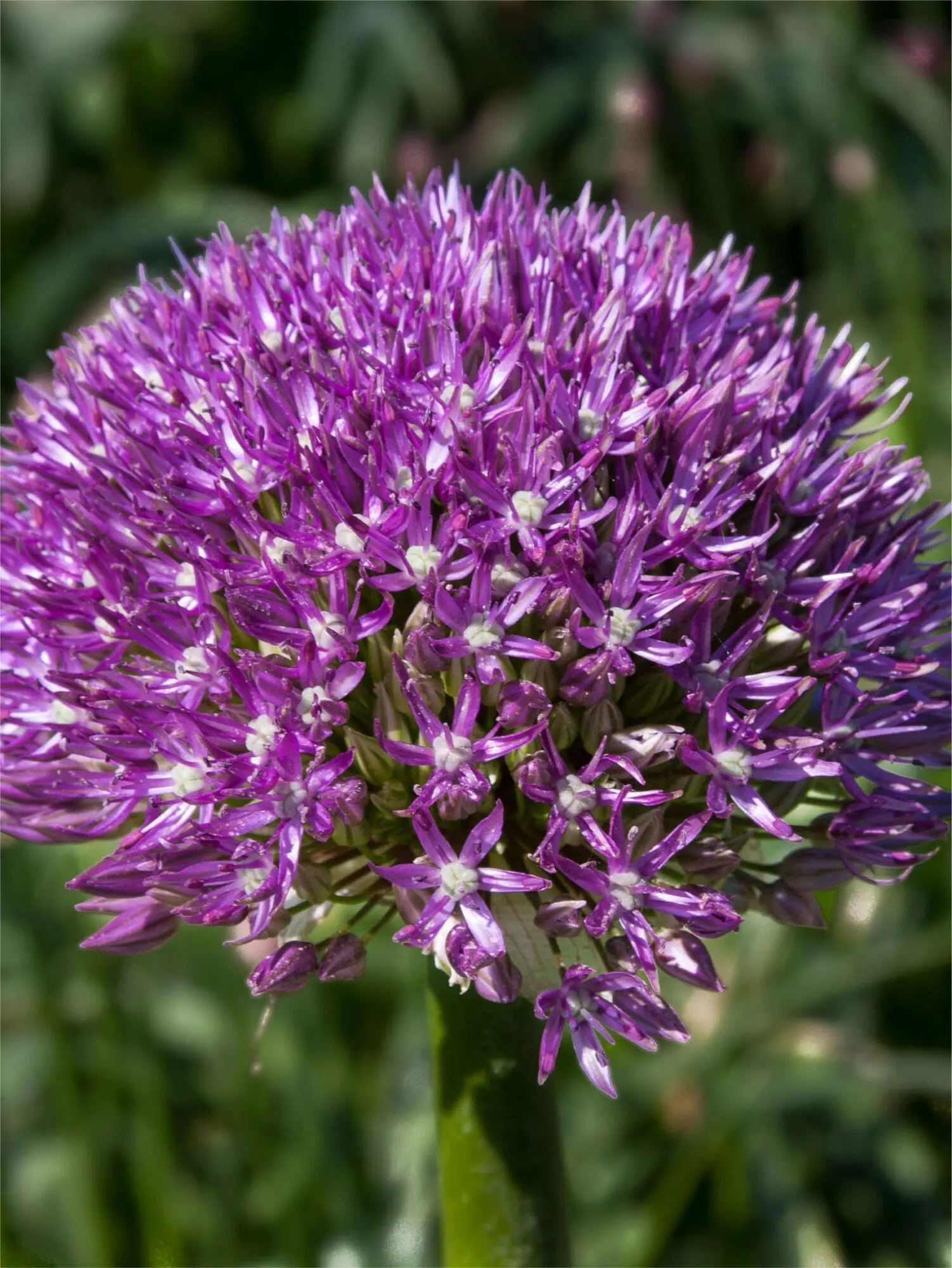 Allium / Prydløg “Akita” – Store flotte prydløg. FRA 23,95 KR