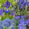 Tilbudspakke blomsterløg – “Vild med blå” – skønne blå blomster. 100 stk blomsterløg.