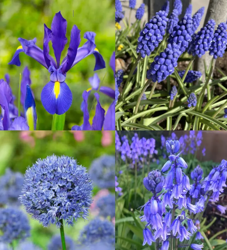 Tilbudspakke blomsterløg – “Vild med blå” – skønne blå blomster. 100 stk blomsterløg.