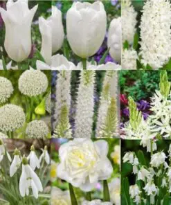 Tilbudspakke blomsterløg – “Vild med hvid” – skønne hvide blomster i mange varianter.