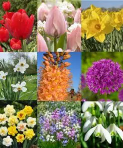 Stor blomsterpakke “Flerårig blomsterglæde” – 264 stk. blomsterløg og -knolde i tilbudspakke.