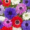 Anemoner St. Brigid mix – Løgstr. 5/6 til – KUN 1,25 KR/STK UANSET ANTAL