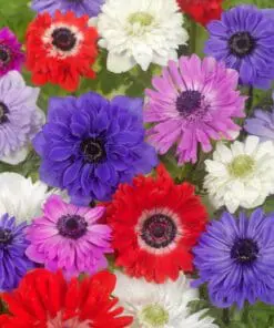 Anemoner St. Brigid mix – Løgstr. 5/6 til – KUN 1,25 KR/STK