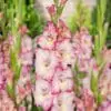 Rosa/ Lys gul Gladiolus – Priscilla 2,75 kr. v/25 stk 2,25 kr. v/100 stk