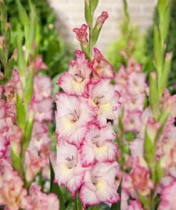Rosa/ Lys gul Gladiolus – Priscilla 2,75 kr. v/25 stk 2,25 kr. v/100 stk
