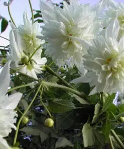 Dahlia – “Imperialis Double White” Hvid Træ-dahlia – Kæmpe dahlia.