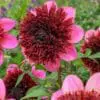 Dahlia “The Phantom” Anemoneblomstrende. 24,95 kr. v/3 stk 22,95 kr. v/10 stk