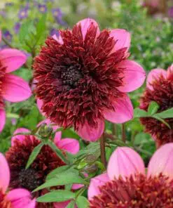Dahlia “Anemone Mix” – Rabatpakke med 5 dahliaknolde i forskellige anemoneblomstrende varianter