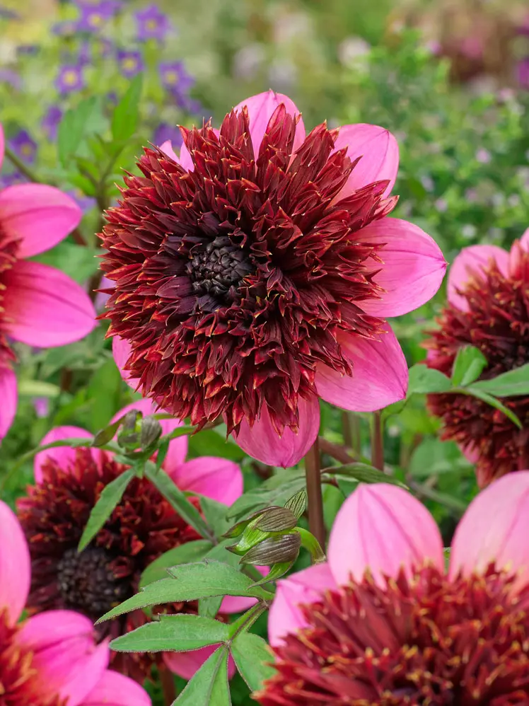 Dahlia “Anemone Mix” – Rabatpakke med 5 dahliaknolde i forskellige anemoneblomstrende varianter