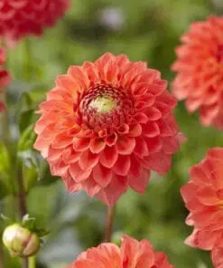 Dahlia “Safe Shot” Ball Dahlia.