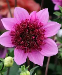 Dahlia “Anemone Mix” – Rabatpakke med 5 dahliaknolde i forskellige anemoneblomstrende varianter
