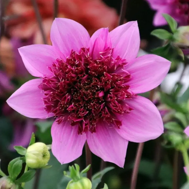 Dahlia “Anemone Mix” – Rabatpakke med 5 dahliaknolde i forskellige anemoneblomstrende varianter