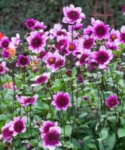 Anemoneblomstrende Dahlia “Blue Bayou”. 24,95 kr. v/3 stk 22,95 kr. v/10 stk