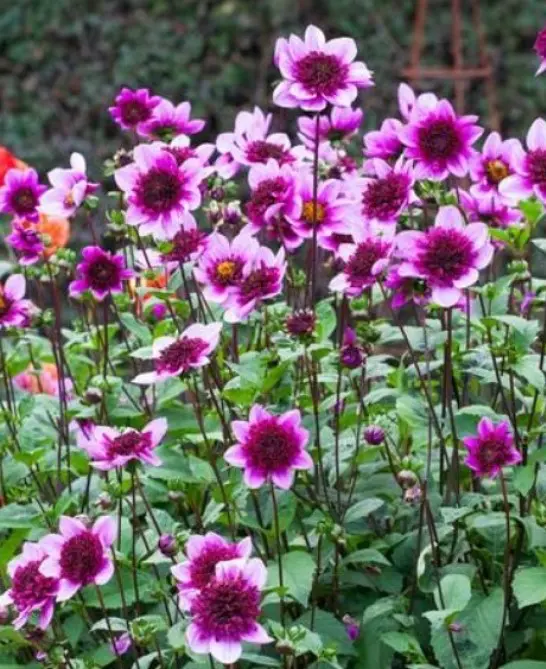 Anemoneblomstrende Dahlia “Blue Bayou”. 24,95 kr. v/3 stk 22,95 kr. v/10 stk