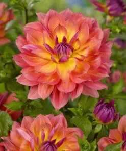 Dahlia “Firepot”. Skønne varme farver.
