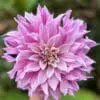 Dahlia “Labyrinth Two Tone” – Tofarvet.