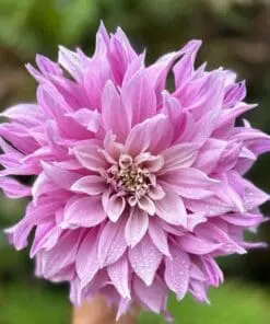 Dahlia “Labyrinth Two Tone” – Tofarvet.