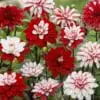 Dahlia “Pacific Time”. 24,95 kr. v/3 stk 22,95 kr. v/10 stk