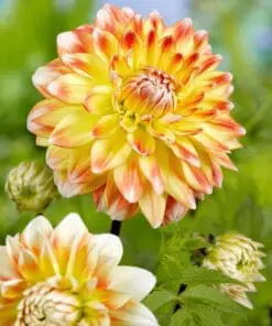 Dahlia “Peaches and Cream”. “Fløde og ferskenfarver”