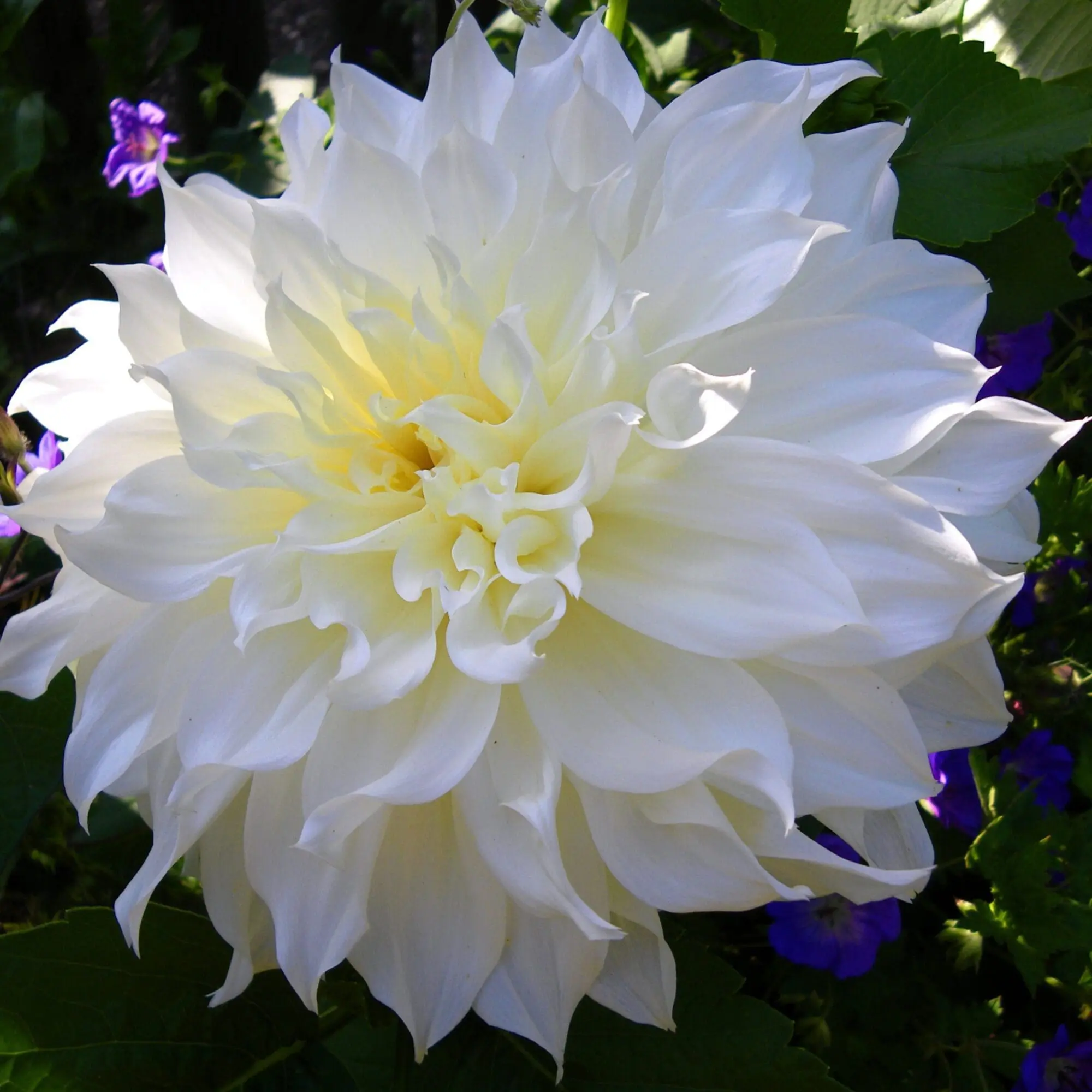 Dahlia – “Snowbound” Hvid dinnerplate dahlia. 24,95 kr. v/3 stk 22,95 kr. v/10 stk
