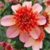 Dahlia “Totally Tangerine” Anemoneblomstrende dahlia. 24,95 kr. v/3 stk 22,95 kr. v/10 stk