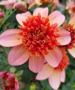 Dahlia “Anemone Mix” – Rabatpakke med 5 dahliaknolde i forskellige anemoneblomstrende varianter