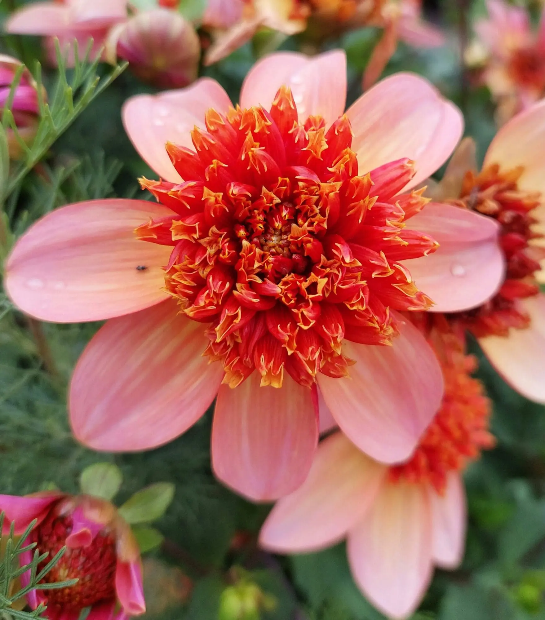 Dahlia “Anemone Mix” – Rabatpakke med 5 dahliaknolde i forskellige anemoneblomstrende varianter