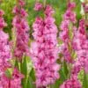 Frynset Gladiolus “Kingston Ruffle” – 3,50 kr. v/25 stk 3,00 kr. v/100 stk