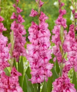 Frynset Gladiolus “Kingston Ruffle” – 3,50 kr. v/25 stk 3,00 kr. v/100 stk