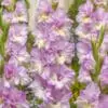 Gladiolus “Magenta Princess” – 3,50 kr. v/25 stk 3,00 kr. v/100 stk