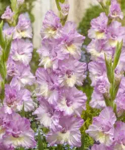 Gladiolus “Magenta Princess” – 3,50 kr. v/25 stk 3,00 kr. v/100 stk