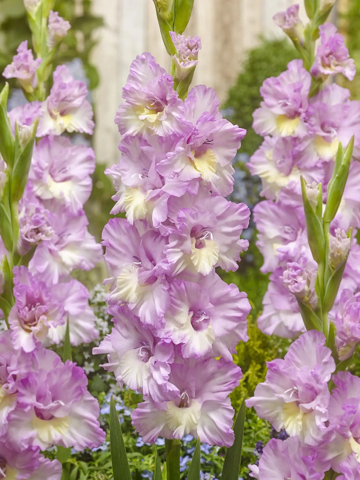 Gladiolus “Magenta Princess” – 3,50 kr. v/25 stk 3,00 kr. v/100 stk