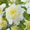 Dahlia “Platinum Blonde” Anemoneblomstrende dahlia. TILBUD 19,- KR.